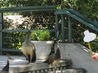 PEACOCK